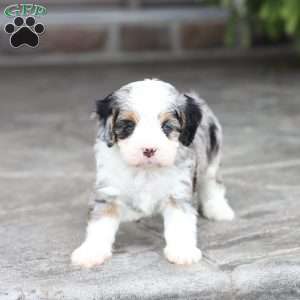 Mack, Cavapoo Puppy